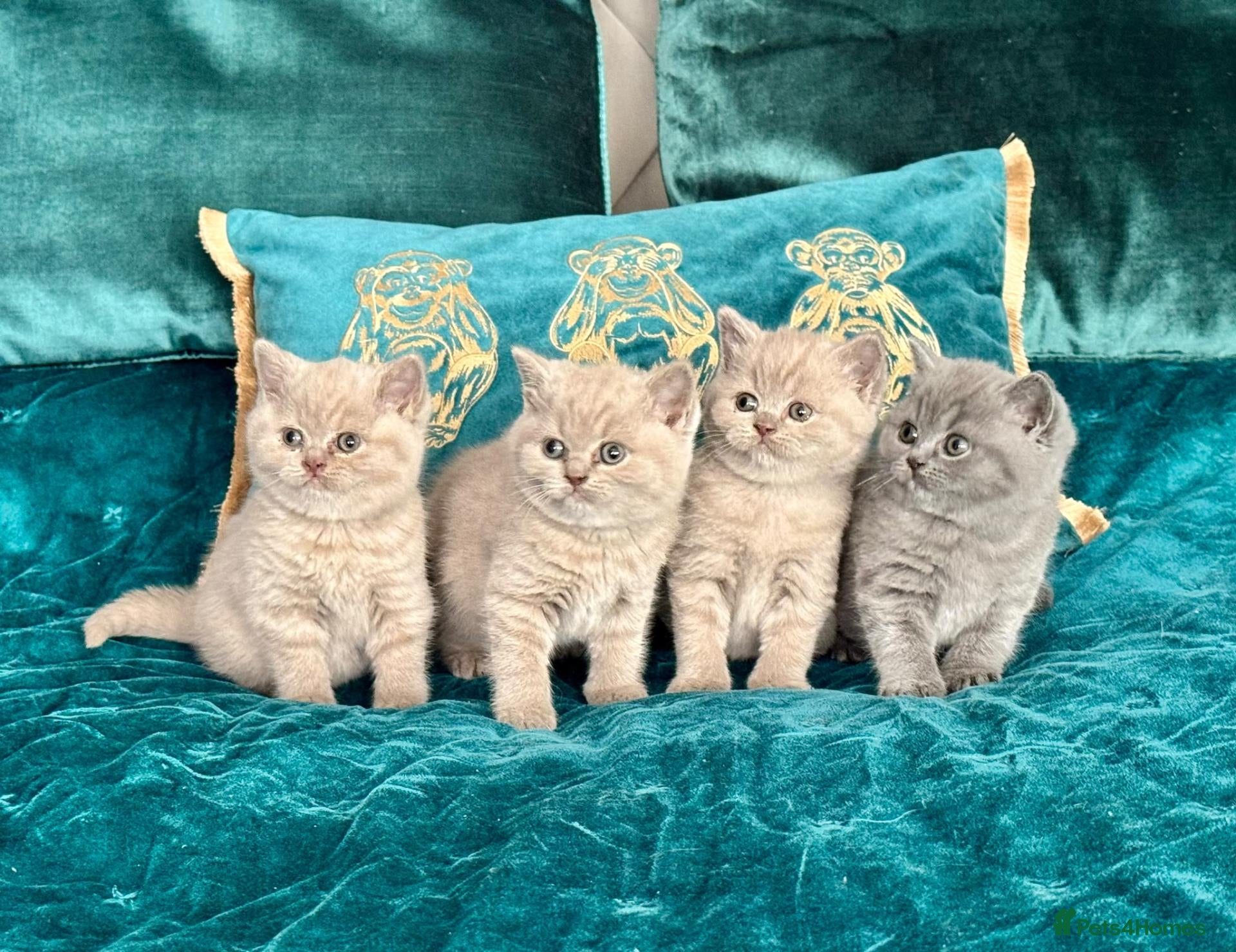 British Shorthair cats 🇬🇧👑🇬🇧💙British Shorthair😻💙Gccf chunky girls - Advert 2