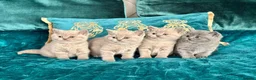 British Shorthair cats for sale: 🇬🇧👑🇬🇧💙British Shorthair😻💙Gccf chunky girls - Advert 2
