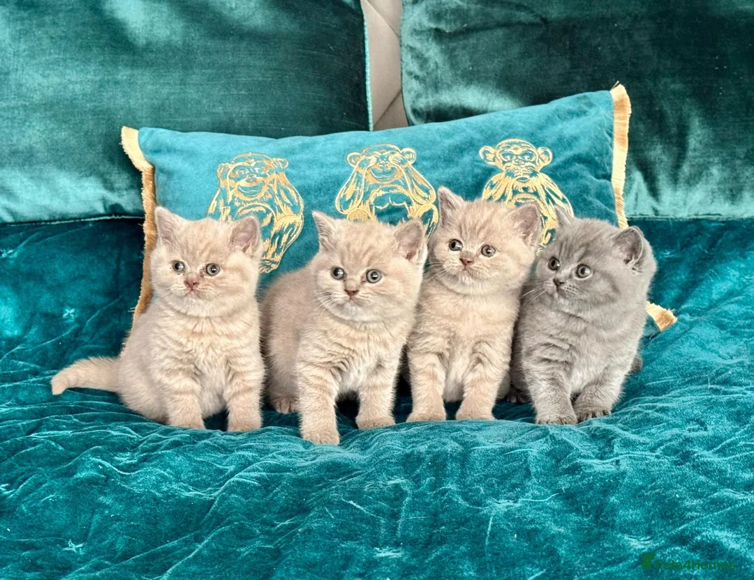 British Shorthair cats for sale: 🇬🇧👑🇬🇧💙British Shorthair😻💙Gccf chunky girls - Advert 2