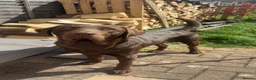 Labrador Retriever dogs for stud: Stud Labrador chocolate/red fox in Halstead - Advert 1