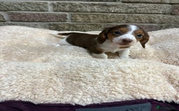 Miniature Dachshund dogs for sale: Pedigree long-haired miniature Dutch hounds - Image 1