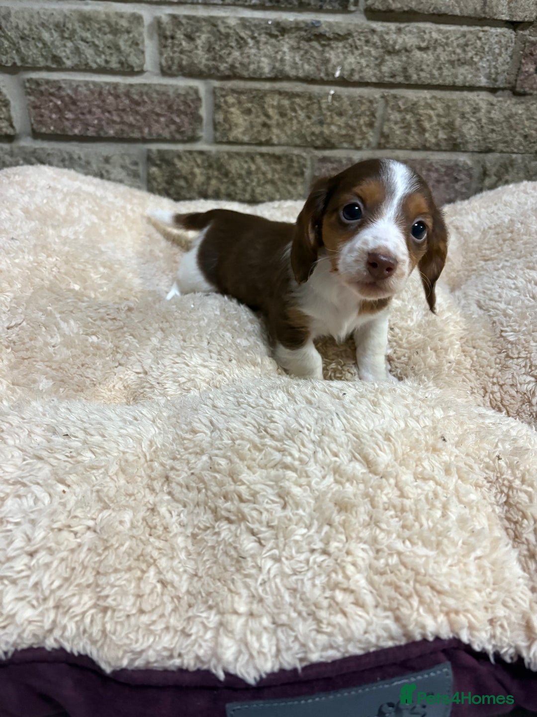 Miniature Dachshund dogs for sale: Pedigree long-haired miniature Dutch hounds - Image 1