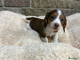 Miniature Dachshund dogs - Advert 16