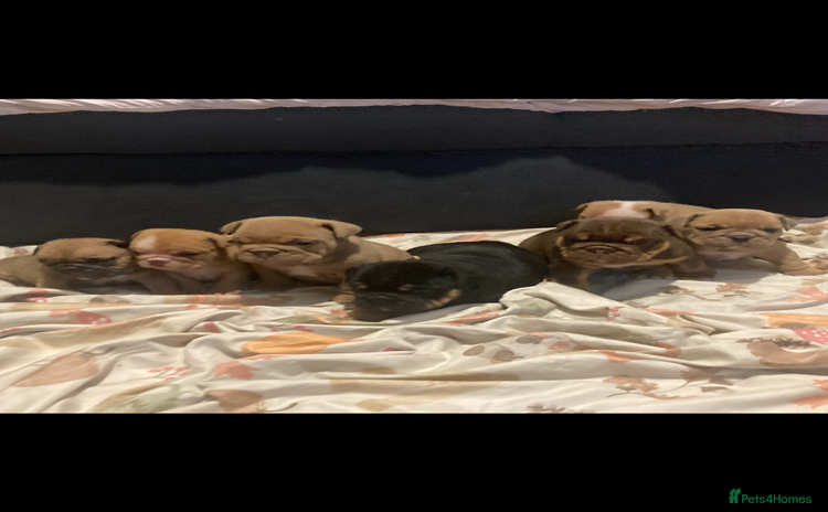 English Bulldog dogs CHUNKY UNIQUE ENGLISH BULLDOGS - Advert 9