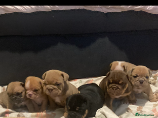 English Bulldog dogs CHUNKY UNIQUE ENGLISH BULLDOGS - Advert 5