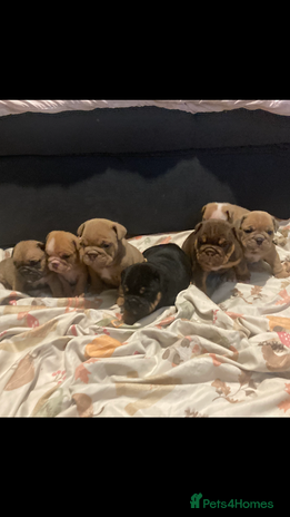 English Bulldog dogs CHUNKY UNIQUE ENGLISH BULLDOGS - Advert 9