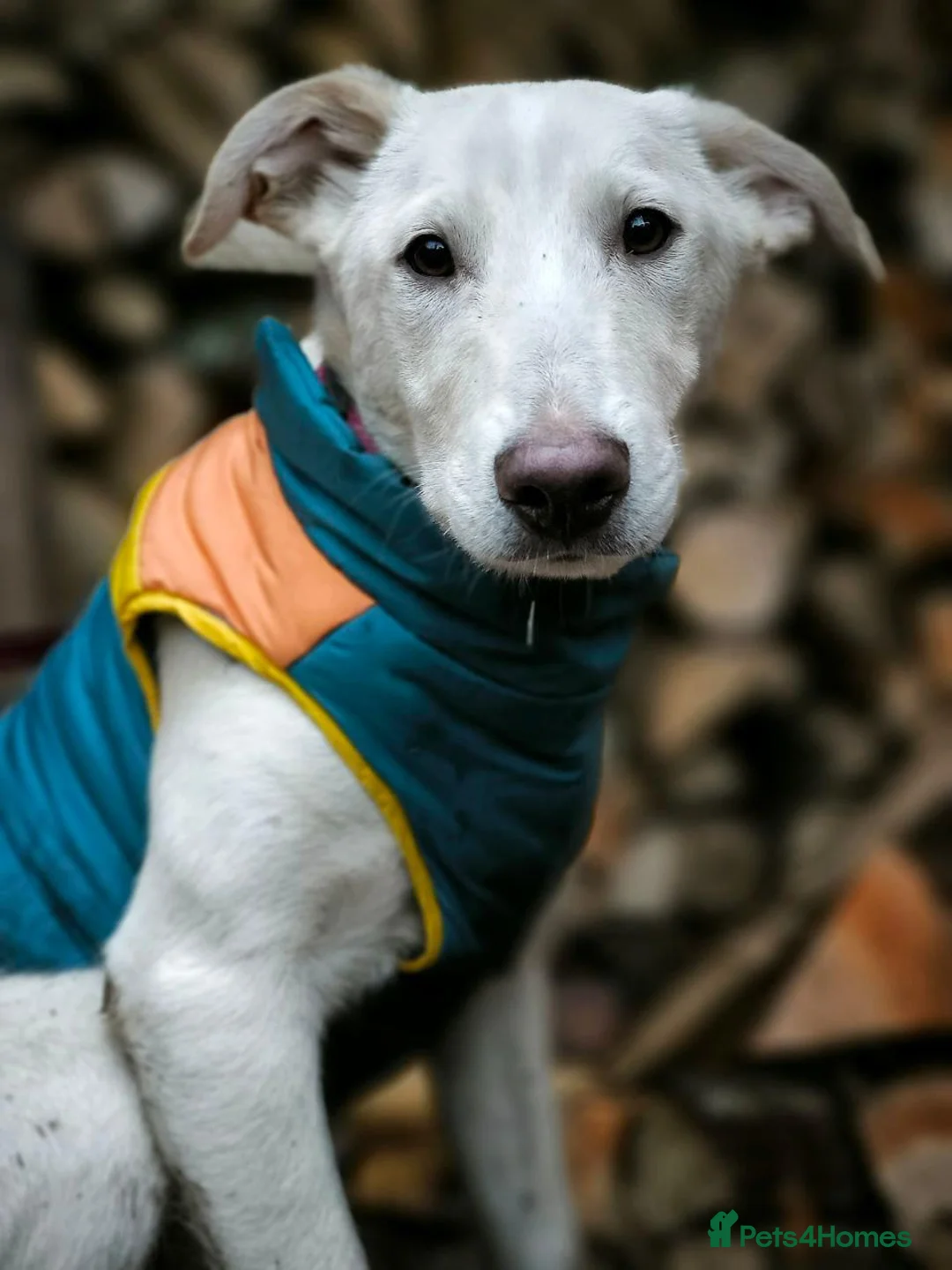 Mixed Breed dogs for adoption: 💙MOROZKO💙9 months Affectionate•Gentle•Puppy-like in Oxford - Advert 4