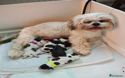Lhasa Apso dogs for sale: Beautiful Lhasa apso pups - Image 7