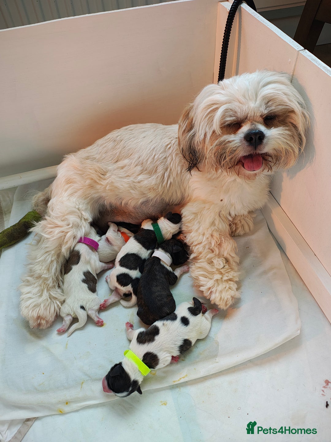 Lhasa Apso dogs for sale: Beautiful Lhasa apso pups - Image 7