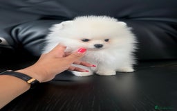 Pomeranian dogs for sale: 💎Extra Small Teddy Face🧸  - Image 2