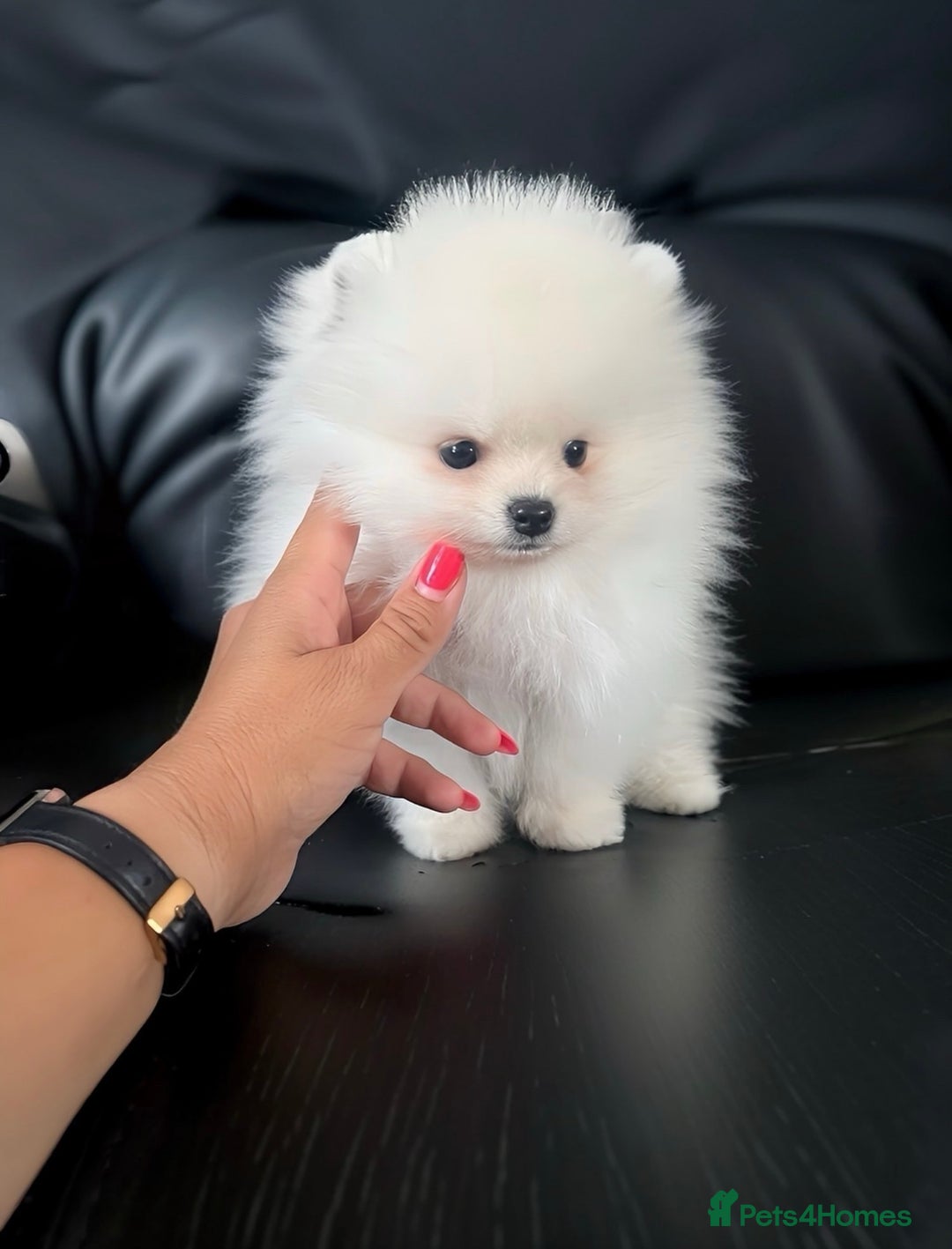 Pomeranian dogs for sale: 💎Extra Small Teddy Face🧸  - Image 2