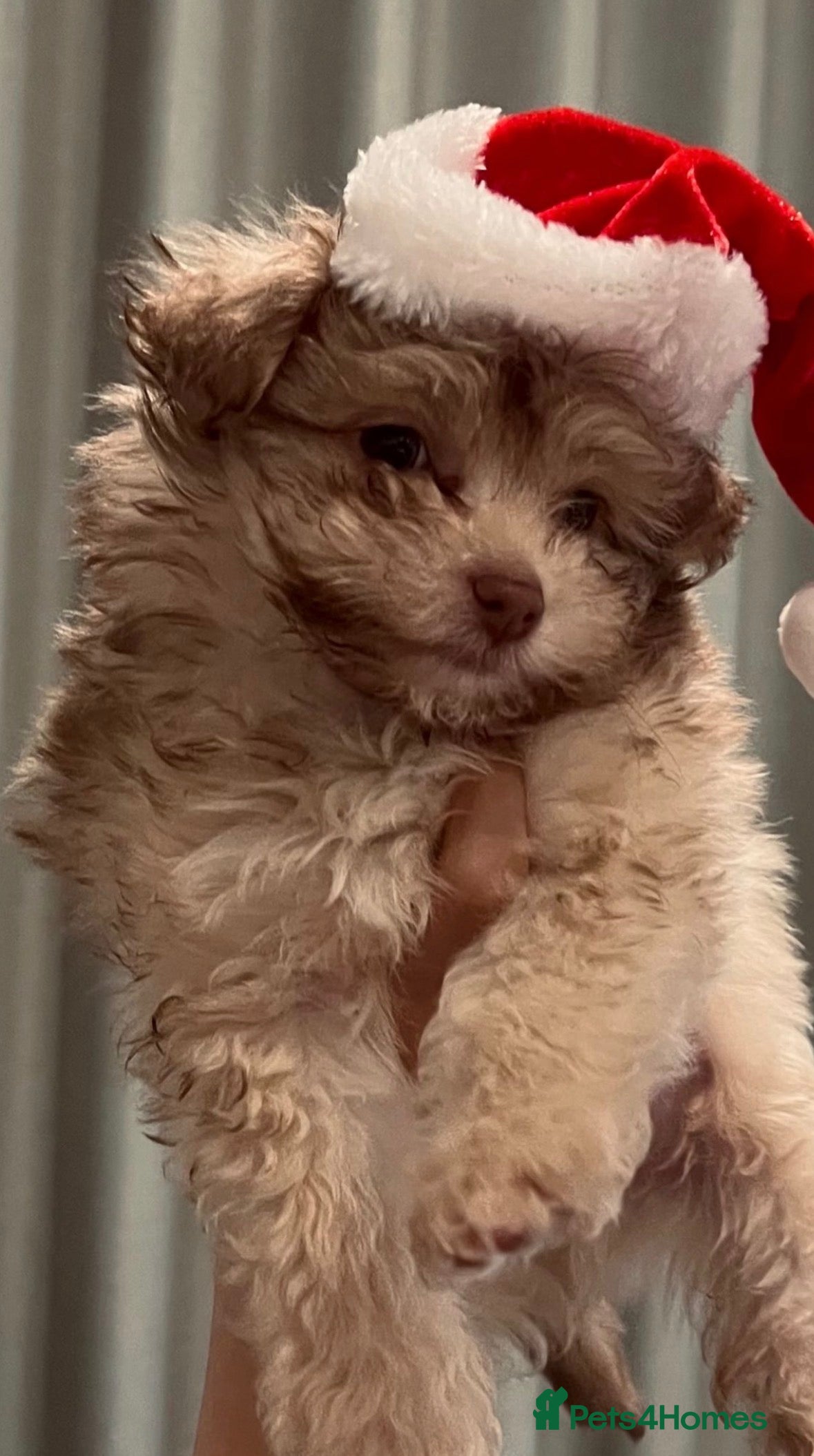 Pomapoo dogs F1 Pomapoo - Advert 1