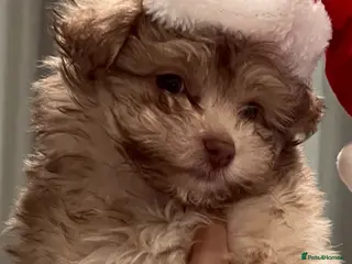 Pomapoo dogs F1 Pomapoo - Advert 1