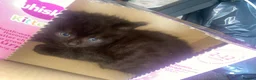 Mixed Breed cats for sale: Last kitty remaining  - Advert 6