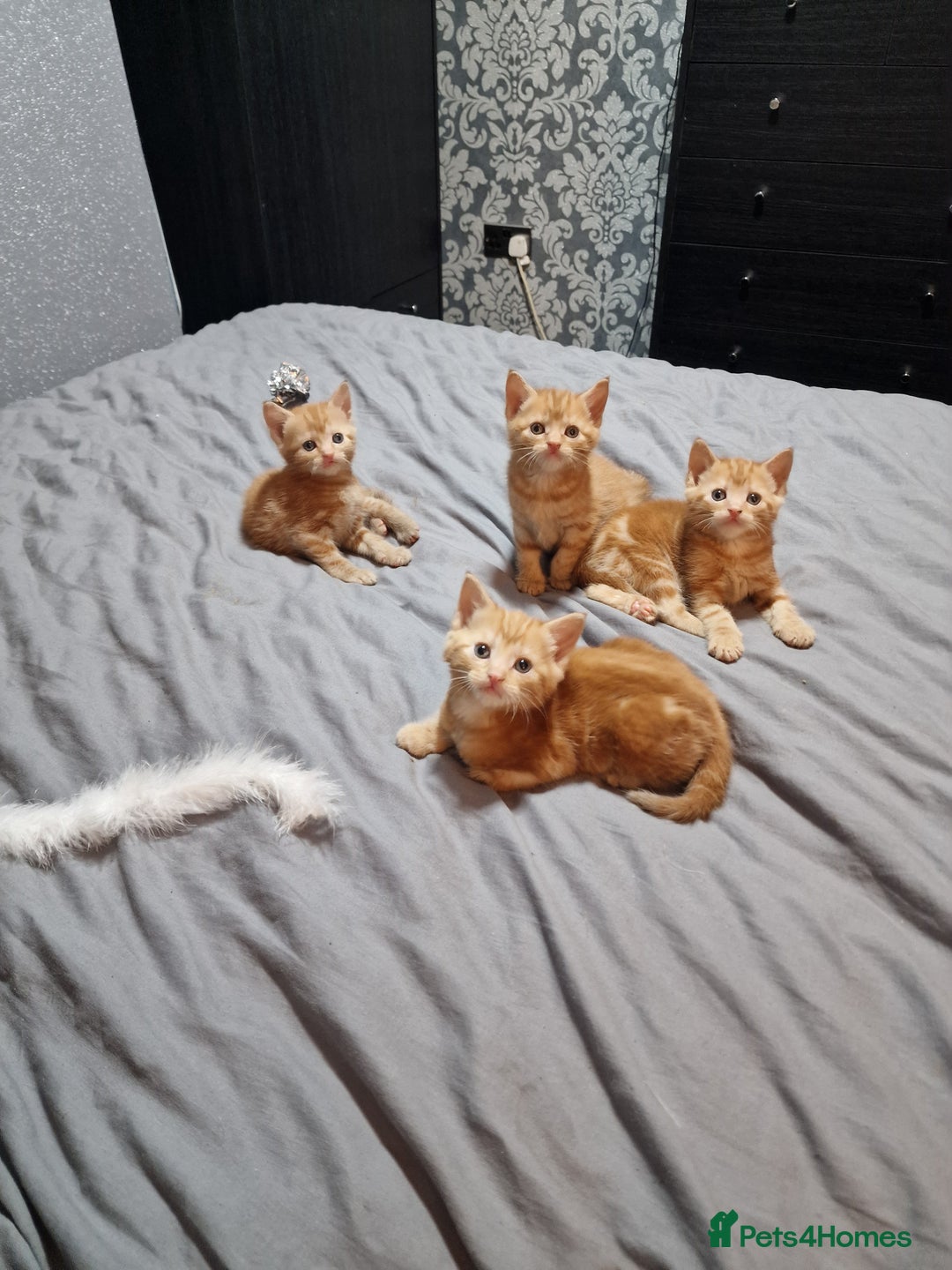 Mixed Breed cats for sale: Ginger kittens - Advert 1
