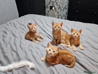 Mixed Breed cats Ginger kittens - Advert 2