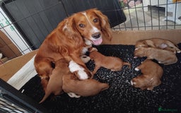 Cockalier dogs for sale: Cockerliers  f1 health tested parents - Image 18