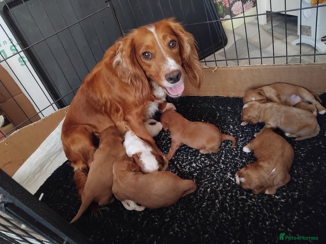 Cockalier dogs for sale: Cockerliers  f1 health tested parents - Image 18