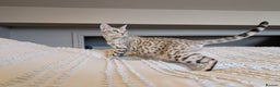 Bengal cats for sale: 🤍🩶 Stunning Snow Bengal Kittens 🩶🤍 - Advert 28