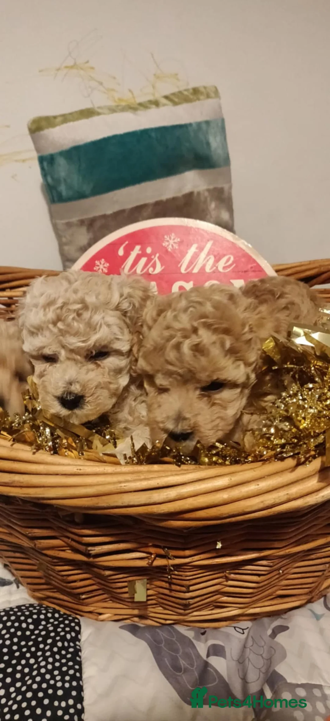 Maltipoo dogs for sale: Beautiful maltipoo puppys - Advert 6