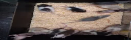 Rat rodents for sale: Baby Dumbo Rats - Advert 7