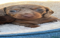 Miniature Dachshund dogs for stud: 🔥For stud proven miniature dachshund🔥   in Windsor - Image 38