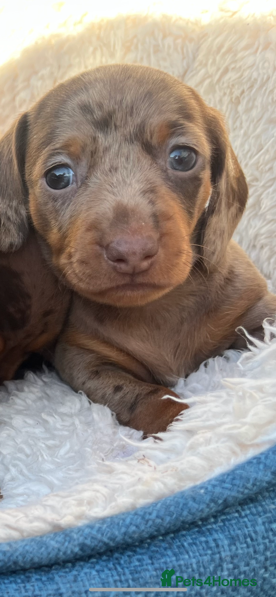 Miniature Dachshund dogs for stud: 🔥For stud proven miniature dachshund🔥   in Windsor - Image 38