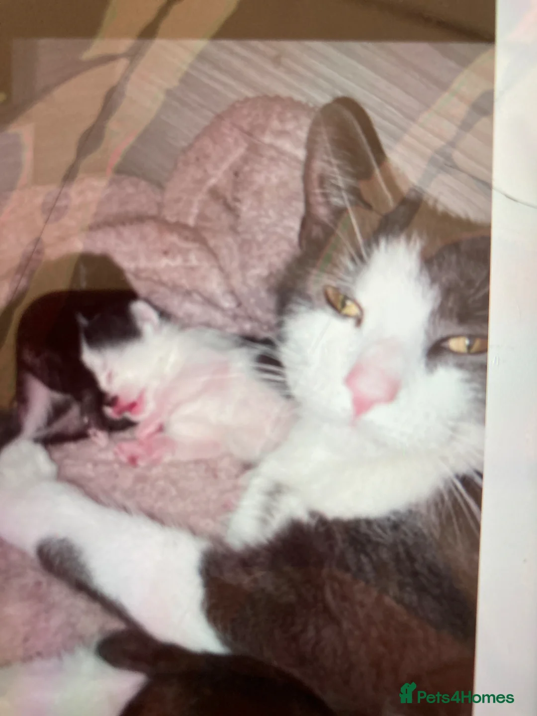 Mixed Breed cats for sale: 2 Female kittens £100 each in North Shields - Advert 4