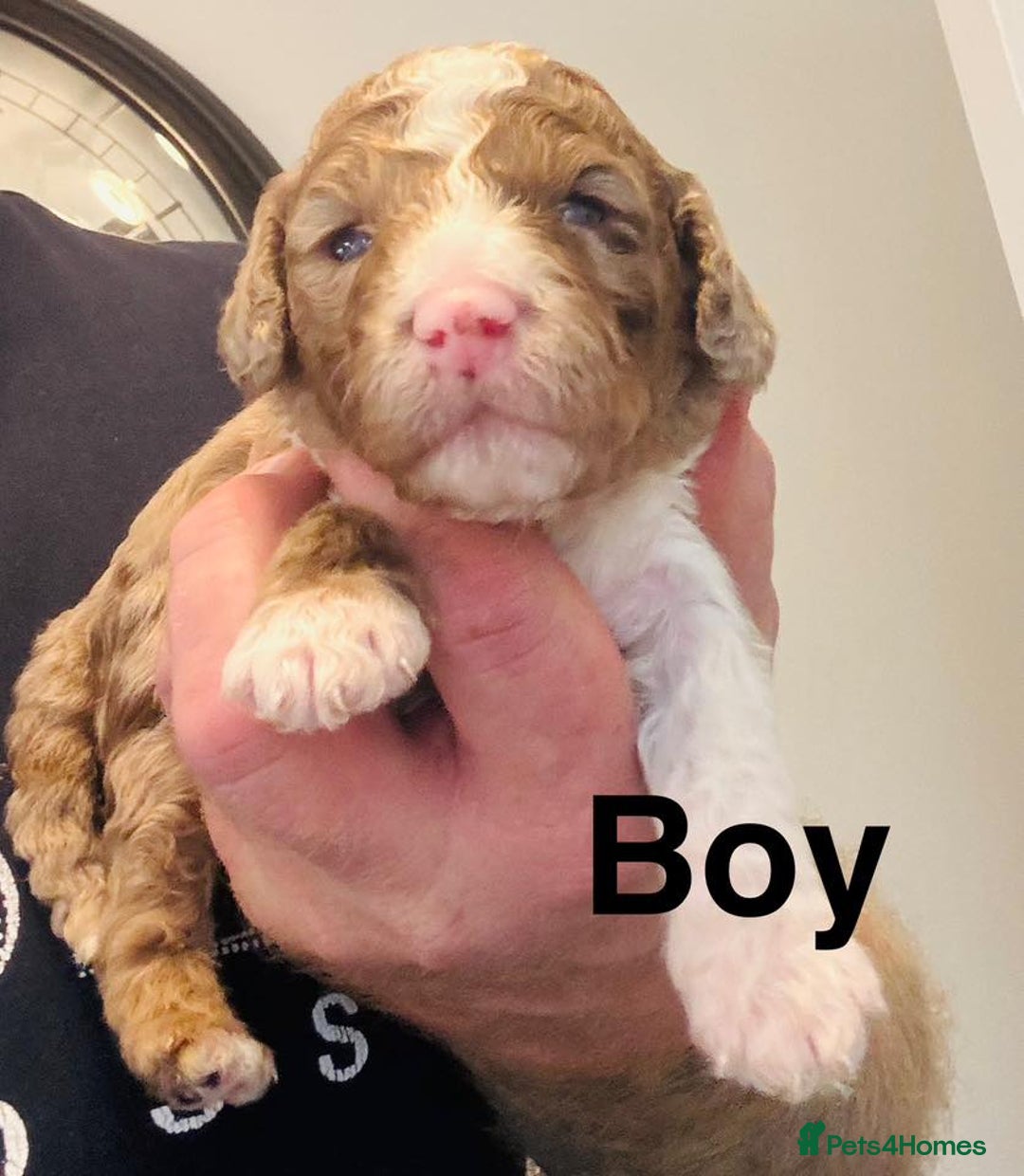 Cockapoo dogs for sale: DNA TESTED Cockapoo Puppies  - Image 3