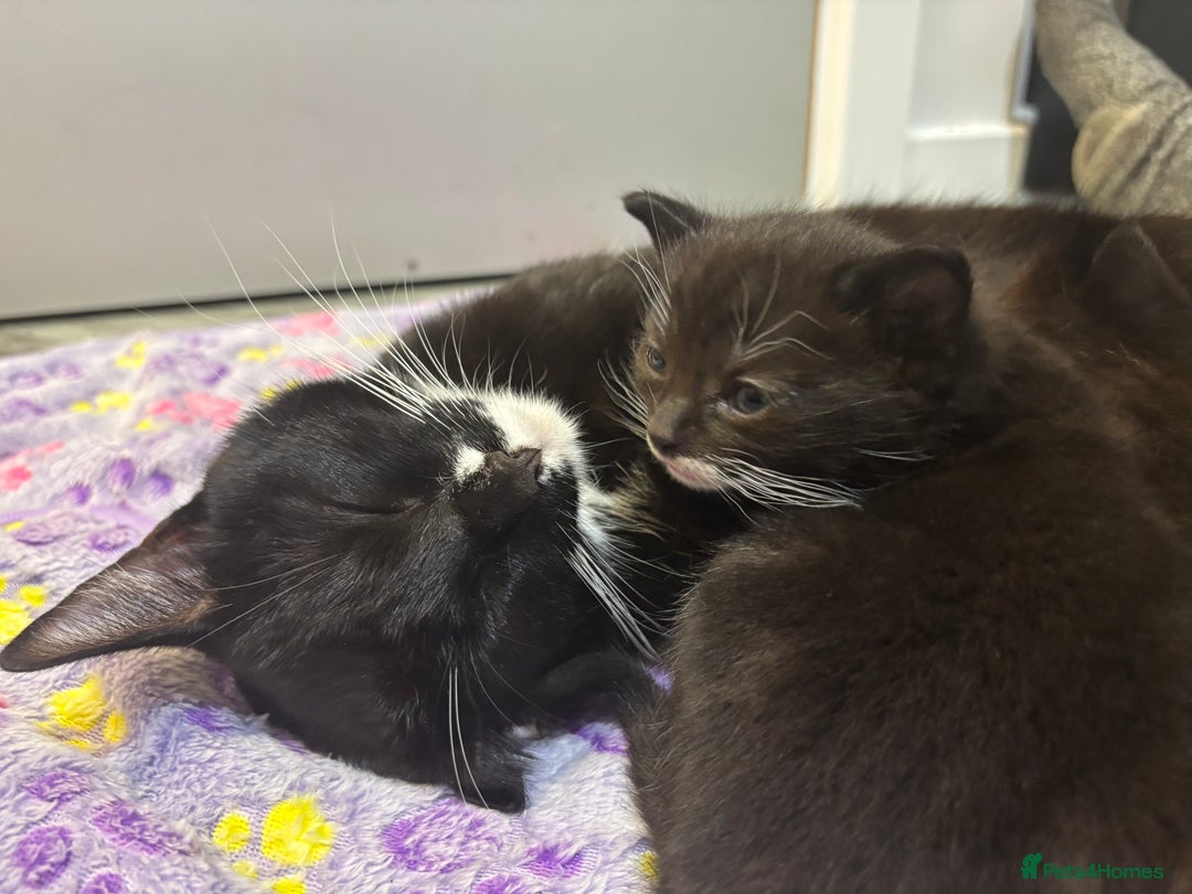 Mixed Breed cats for sale: Our baby is ready for a new home! - Image 6