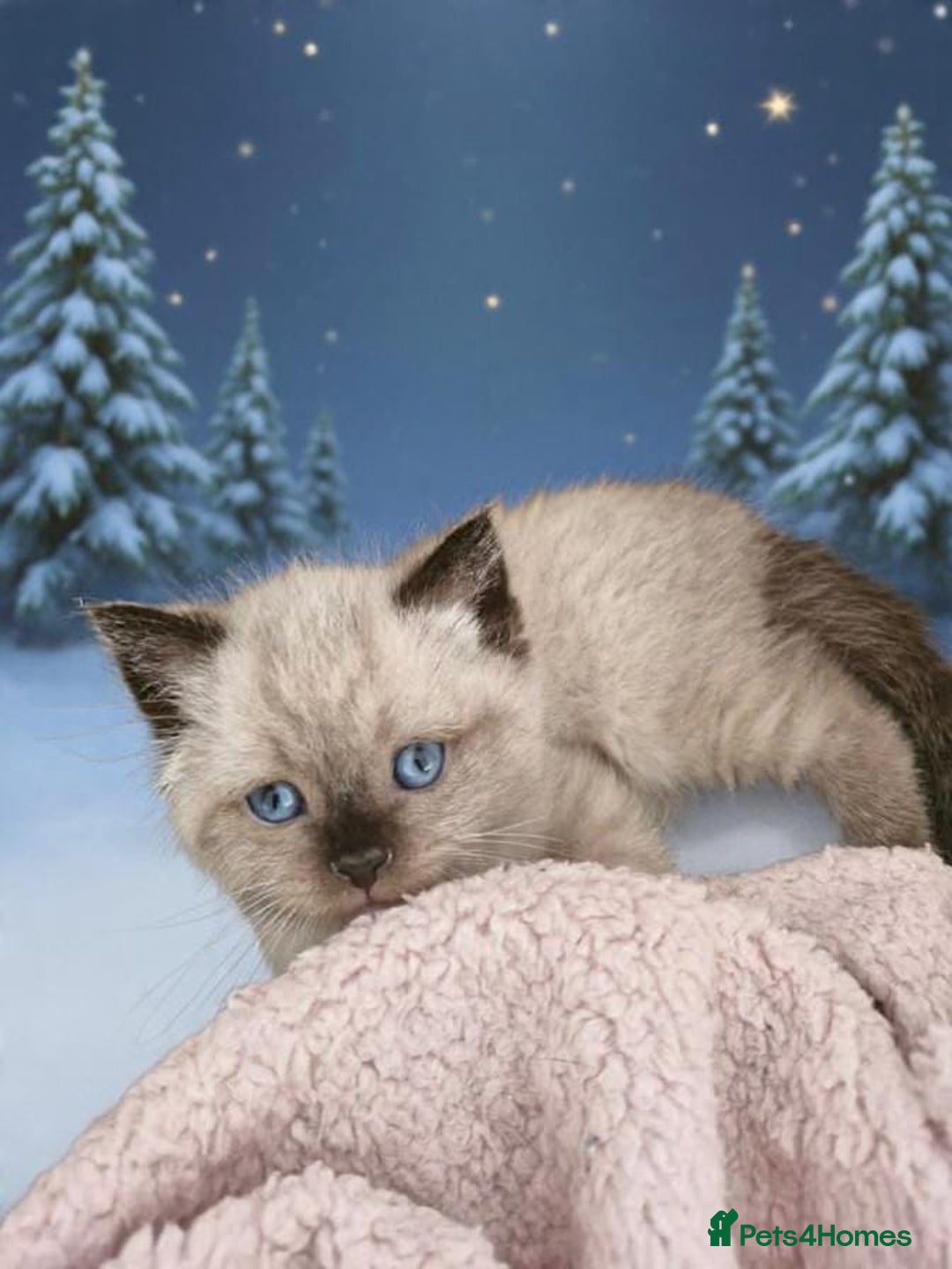 Snowshoe cats for sale: Pedigree Tica reg seal point snowshoe boy  - Advert 20