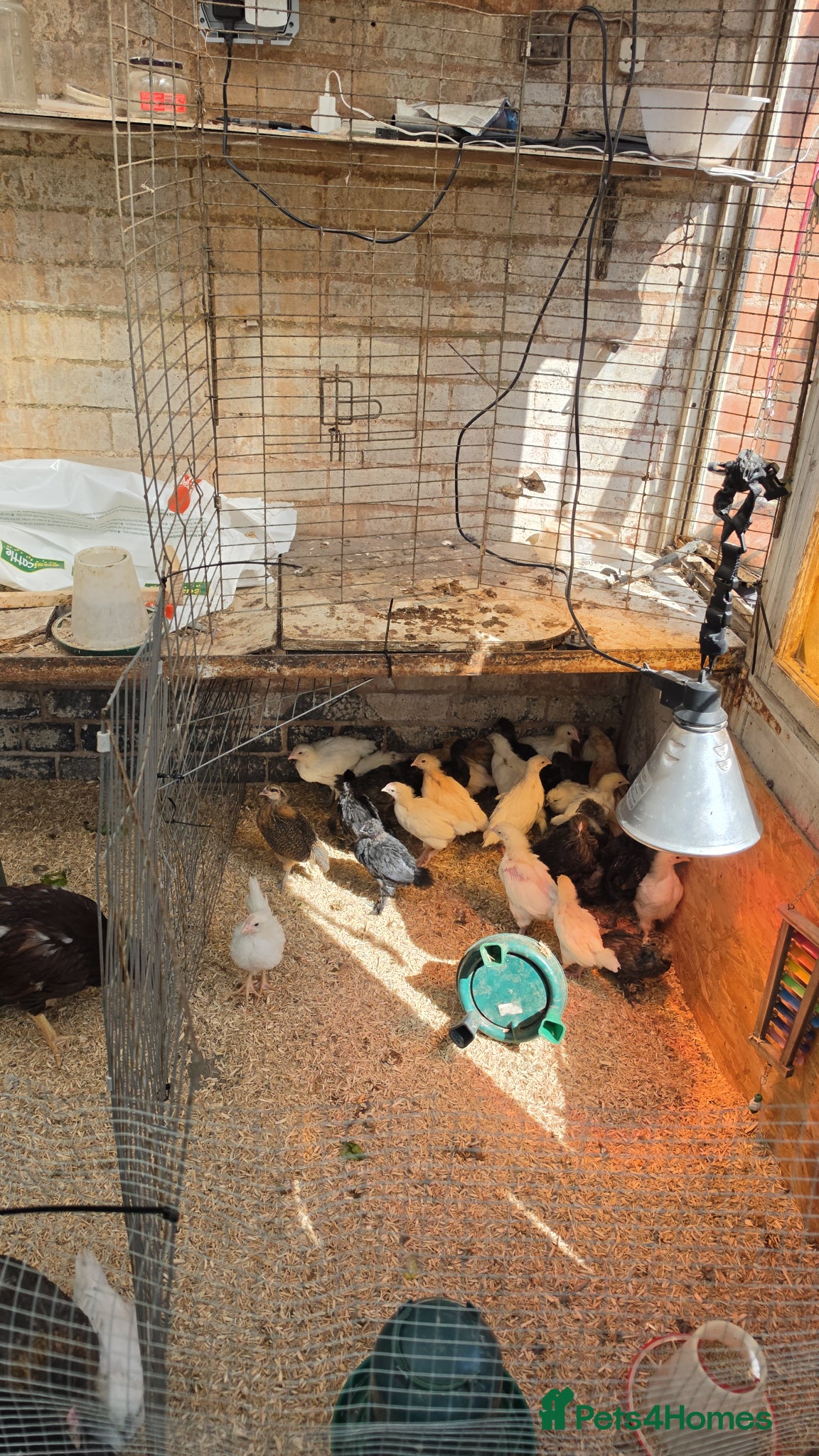Mixed Breed poultry for sale: Mixed pullets for sale - Advert 1