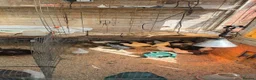 Mixed Breed poultry for sale: Mixed pullets for sale - Advert 1