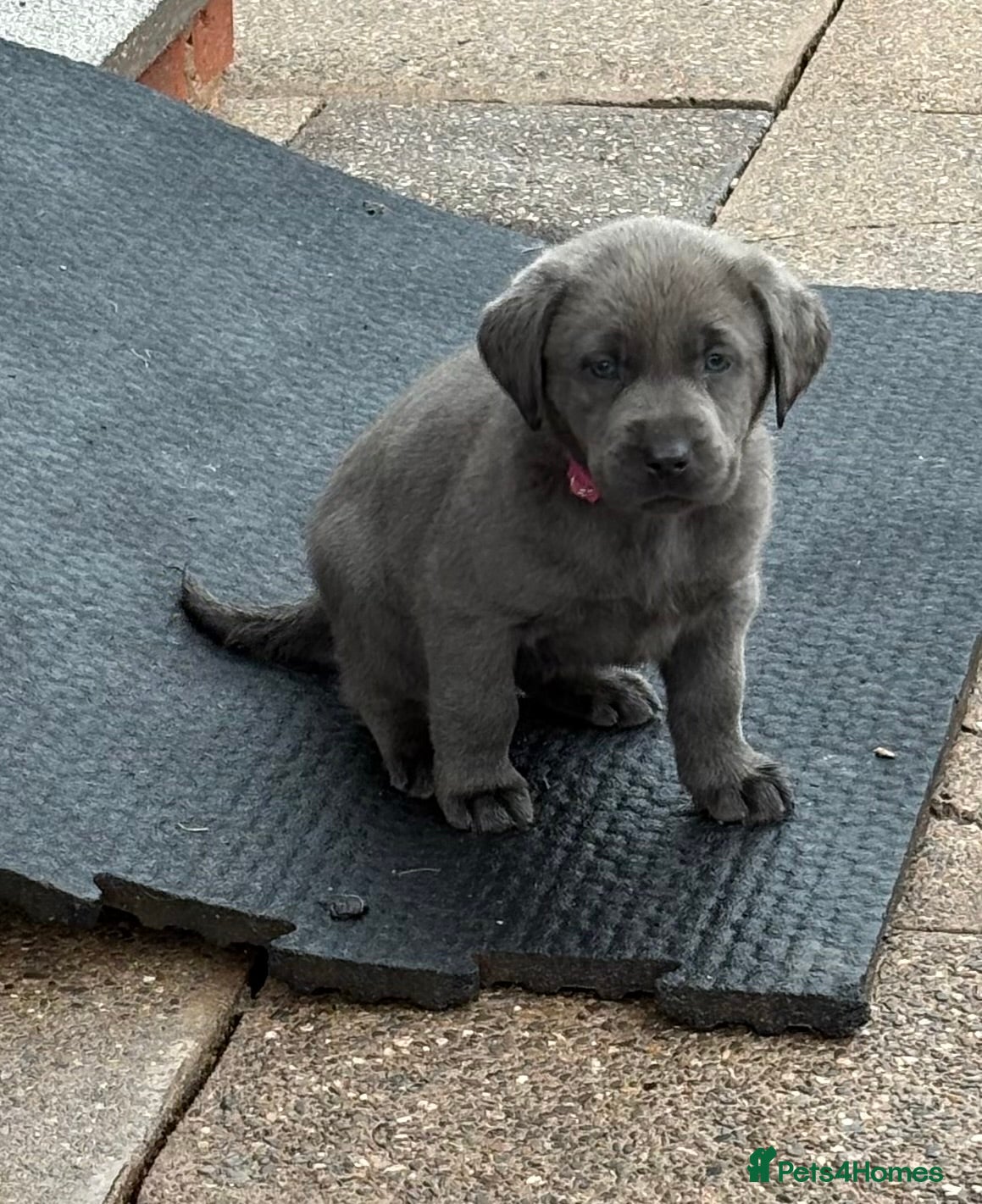Labrador Retriever dogs Gorgeous KC Silver & Charcoal Labrador Pups - Advert 2
