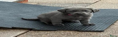 Pink Collar Charcoal Girl