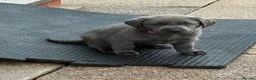 Labrador Retriever dogs for sale: Gorgeous KC Silver & Charcoal Labrador Pups - Advert 2