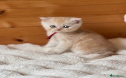 Exotic cats for sale: Gorgeous Golden Exotic Girl - Advert 8