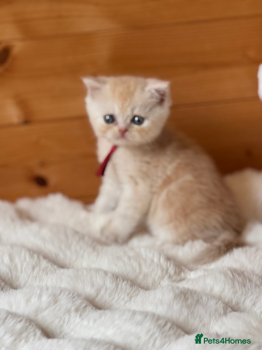 Exotic cats for sale: Gorgeous Golden Exotic Girl - Advert 8