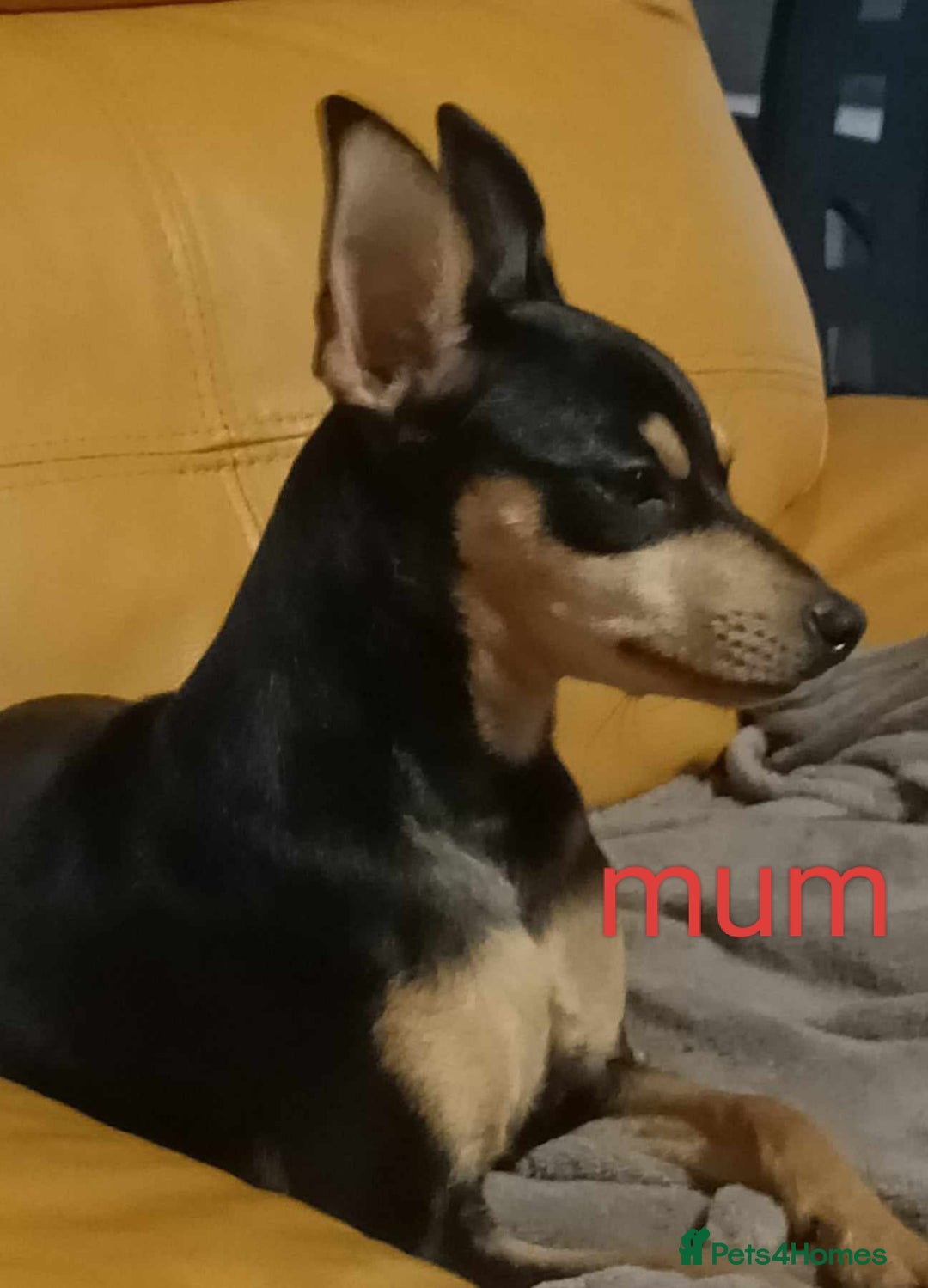 Miniature Pinscher dogs for sale: Miniature Pinscher puppies  - Image 7