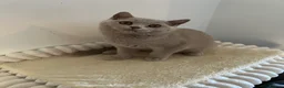 British Shorthair cats for sale: £1200 - Advert 9