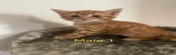 Domestic Shorthair cats for sale: Healthy, Well‑Socialised Kittens - Advert 9