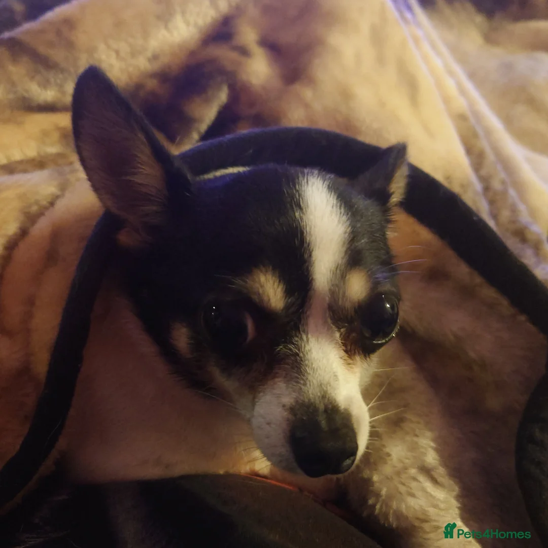 Mixed Breed dogs for sale: 7 year old chihuahua mix - Image 4