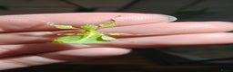 Praying Mantis invertebrates for sale: L2 Orchid, other Praying Mantis and Phasmids - Advert 5