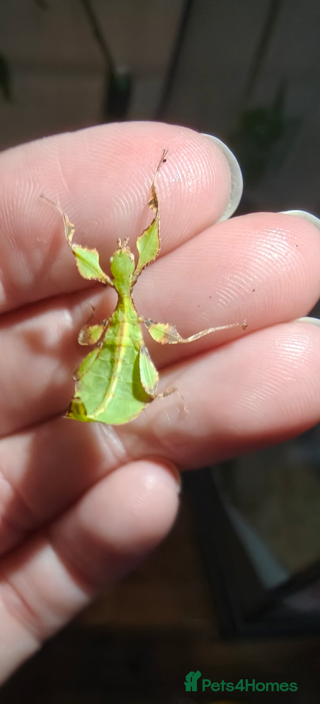 Praying Mantis invertebrates for sale: L2 Orchid, other Praying Mantis and Phasmids - Advert 5