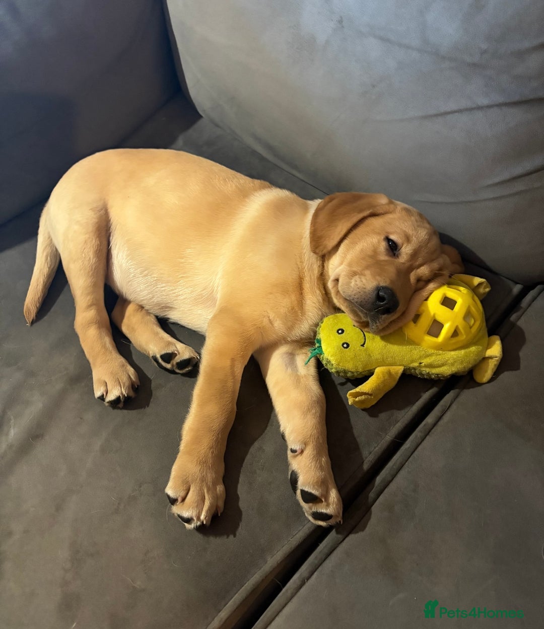 Labrador Retriever dogs for sale: Full Labrador puppy  - Advert 5