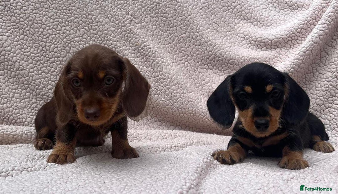 Miniature Dachshund dogs for sale: Stunning mini Daxies, KC reg PRA clear - Image 20