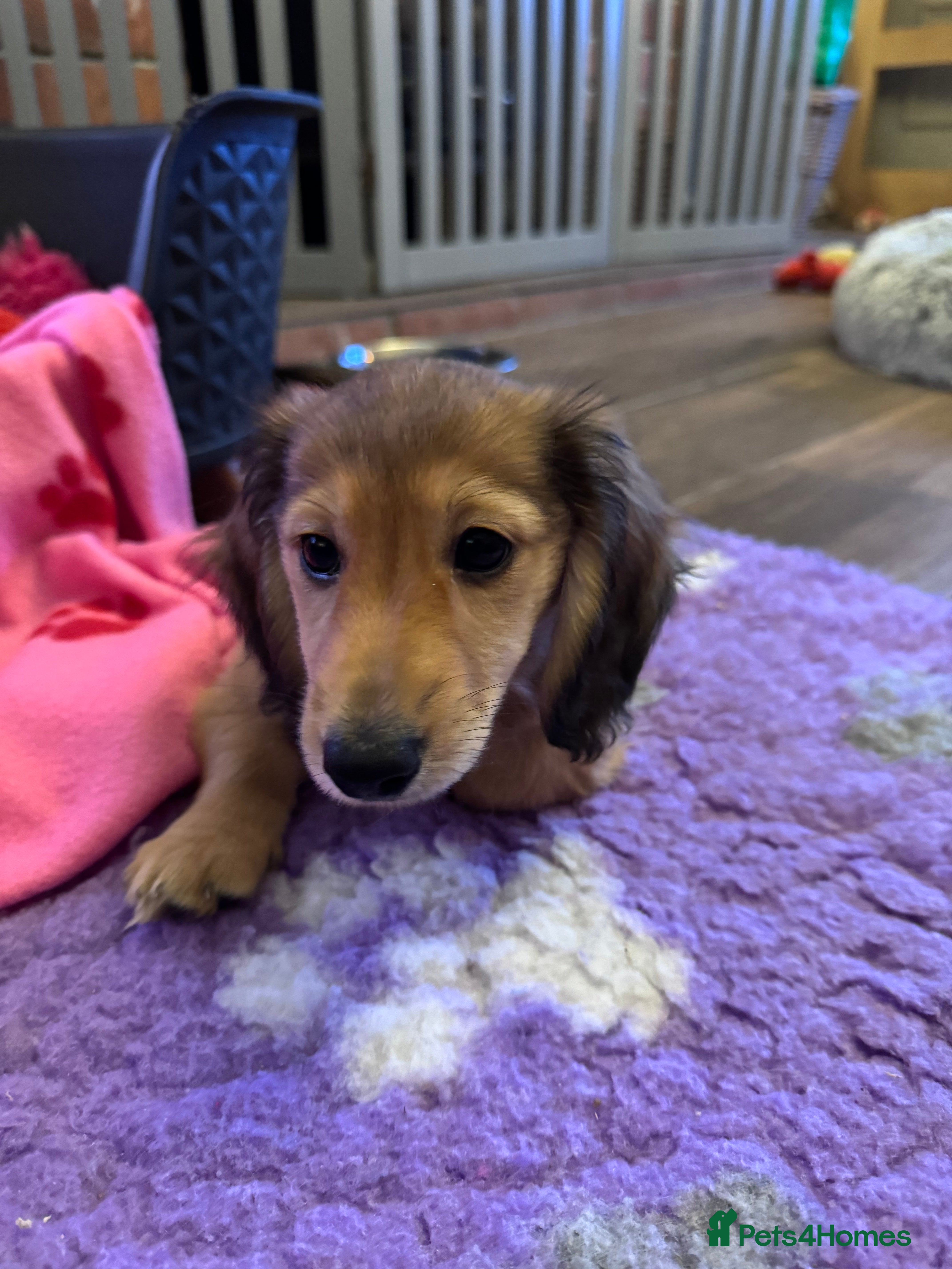 Miniature Dachshund dogs Minature dachshunds long haired ONE boy left  - Advert 8