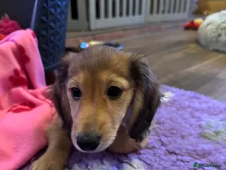 Miniature Dachshund dogs Minature dachshunds long haired ONE boy left - Advert 8