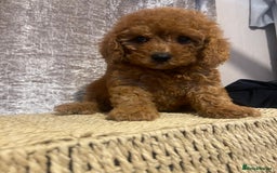 Cavapoo dogs for sale: Red Chocolate cavapoo boys  - Image 3