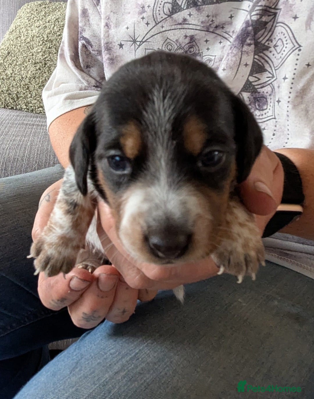 Mixed Breed dogs for sale: 6 stunning jackshund puppies ready to leave now - Image 12